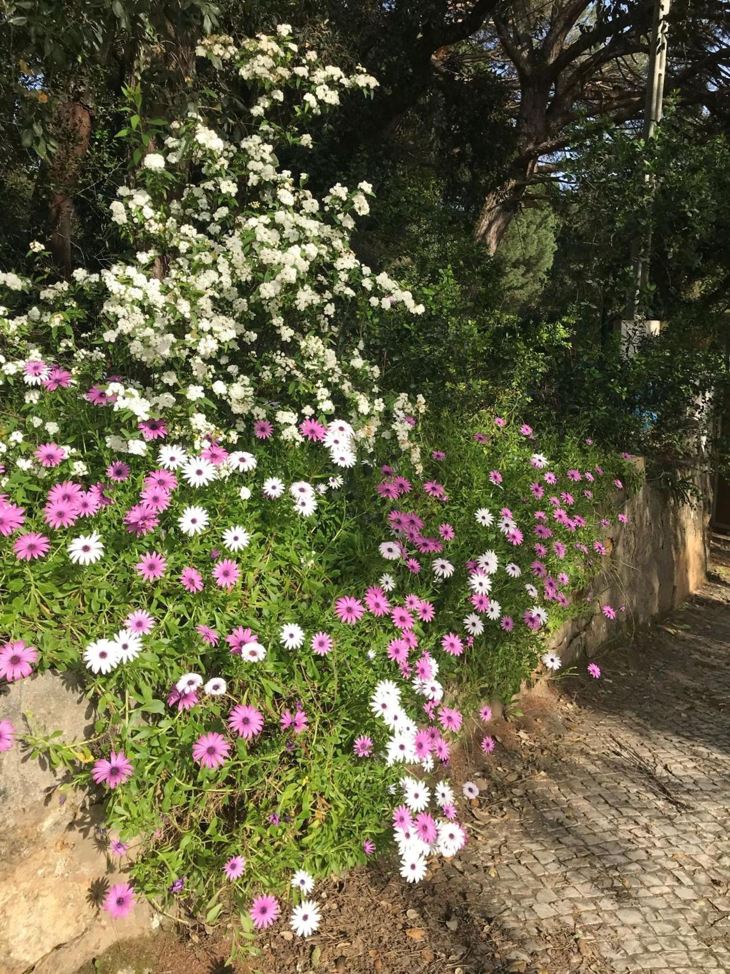 Quinta Dos Canais Σετούμπαλ Εξωτερικό φωτογραφία